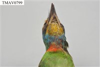 五色鳥藏品圖，第10張